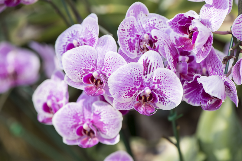 garden maintenance garden