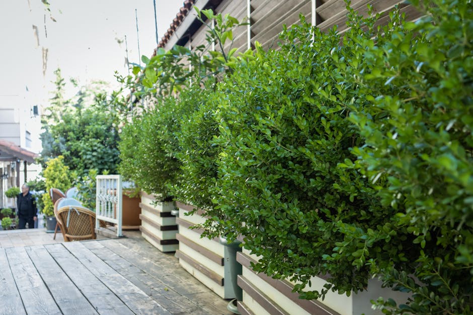 A small, neatly maintained garden in front of a white residential building with a window featuring a decorative iron balcony. The garden includes a paved stone pathway leading to a vintage-style metal bench situated against the house wall, surrounded by lush greenery and flowering plants. The foreground has a geometric hedge design with small, well-trimmed boxes of yellowish-green foliage, and the garden beds are filled with various leafy plants and purple flowers. To the right, a set of dark wooden steps ascends from the paved area to a higher outdoor space, partially shaded by overhanging branches of a mature tree with twisted branches and dense foliage. The garden appears to be maintained by Gardeners Battersea, as part of their outdoor care and landscaping work, with the environment illuminated by natural daylight, creating a serene atmosphere suitable for outdoor relaxation.