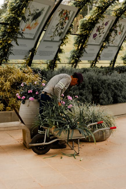 A gardener wearing a beige sweater and dark trousers is engaged in garden maintenance inside a greenhouse or botanical garden, gently tending to a potted plant with long, spiky green leaves. The background features large, framed botanical illustrations hanging on a glass wall, with additional potted plants and shrubs, including a bush with small pink and purple flowers, and a dark green hedge. The gardener is using a wheelbarrow to transport the plant, which sits on a smooth, light-colored tiled floor. Soft natural light filters through the glass, illuminating the lush foliage and creating a calm, organized environment focused on landscaping work and plant care, representative of the services offered by Gardeners Battersea.